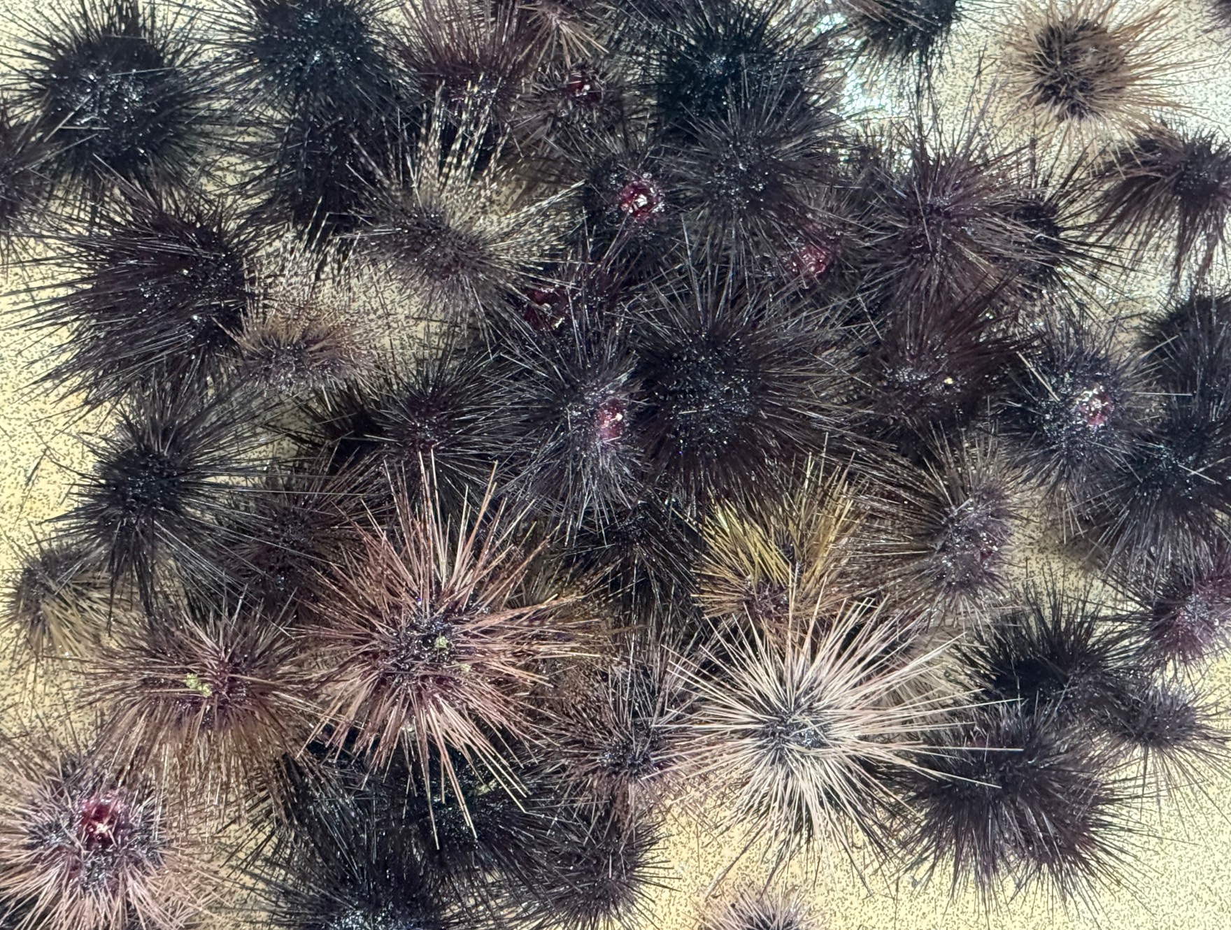 底物魚釣りエサのガンガゼウニ、入荷しました。釣太郎