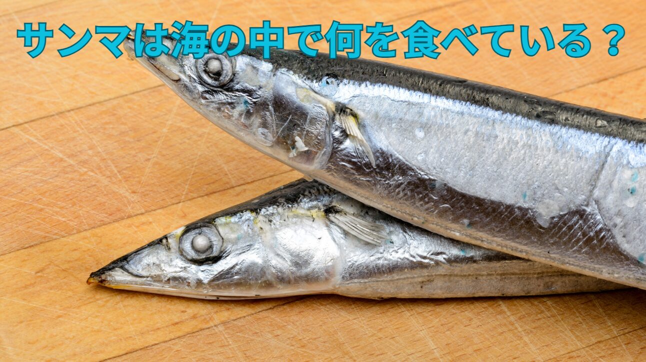サンマは海の中で何を食べている？釣太郎