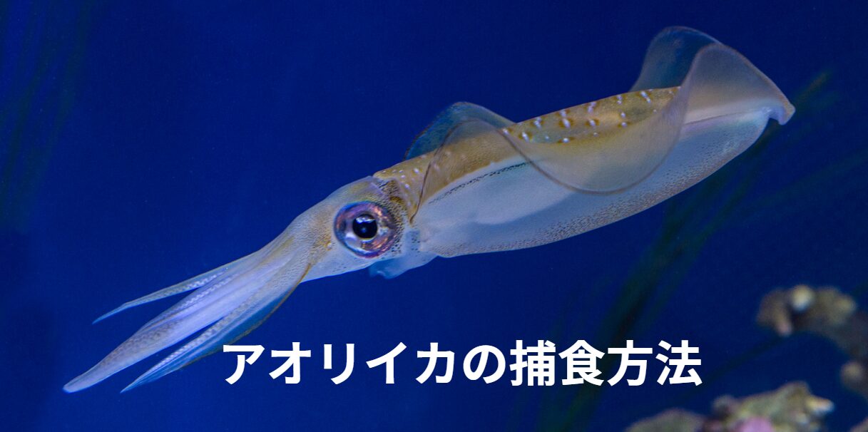 近づいただけで魚は逃げるのに、アオリイカはどうやって捕食している?釣太郎