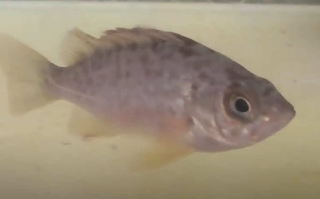 代表的な磯魚のご紹介。釣太郎