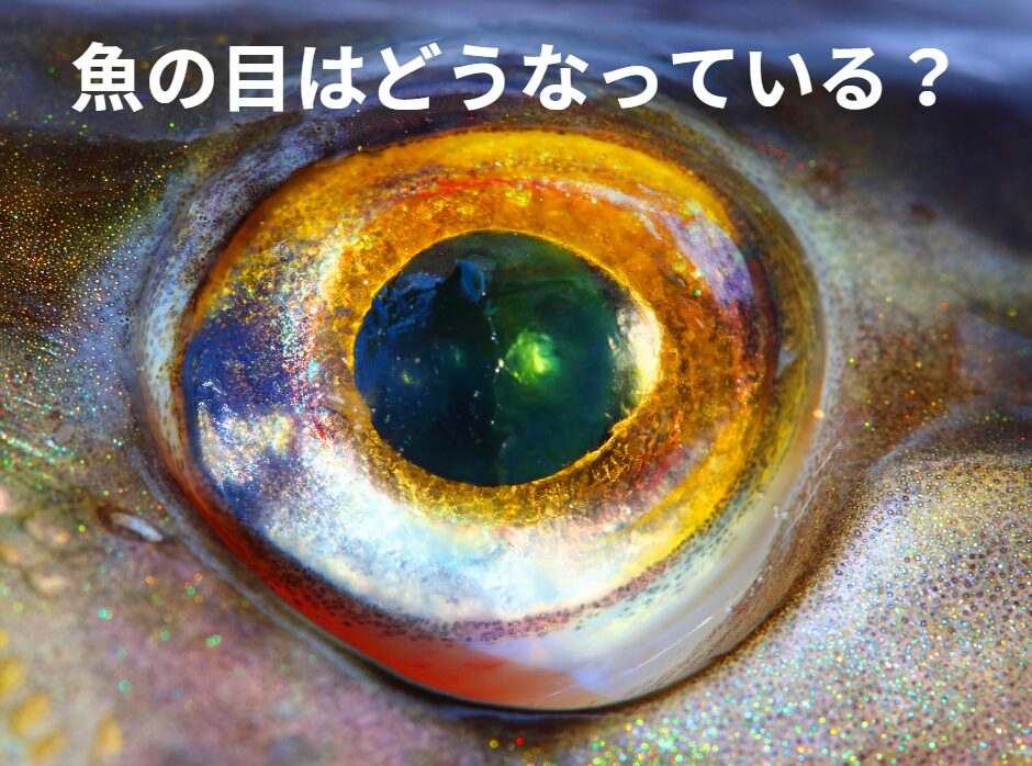 魚と人の眼はどこが違う？構造はどうなっている？詳細説明。釣太郎
