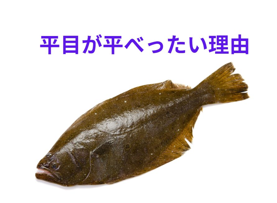 平目が平べったい理由説明。釣太郎
