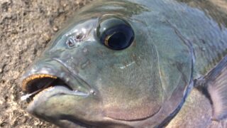 グレ釣りは、針が掛かった位置で棚（水深）が分かるというが、これをchatGPTが詳しく説明します。釣太郎