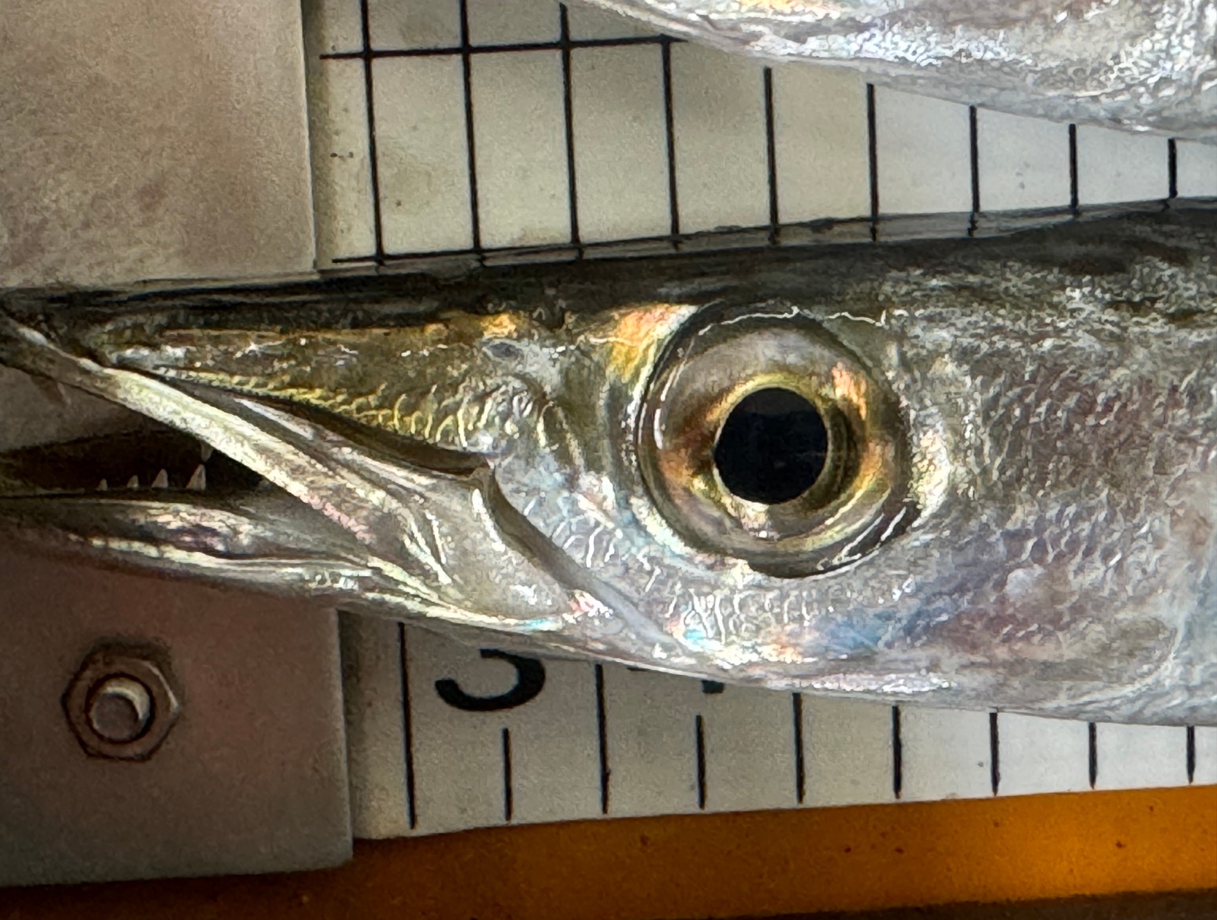 魚の鮮度は眼玉を見ればわかります。釣太郎