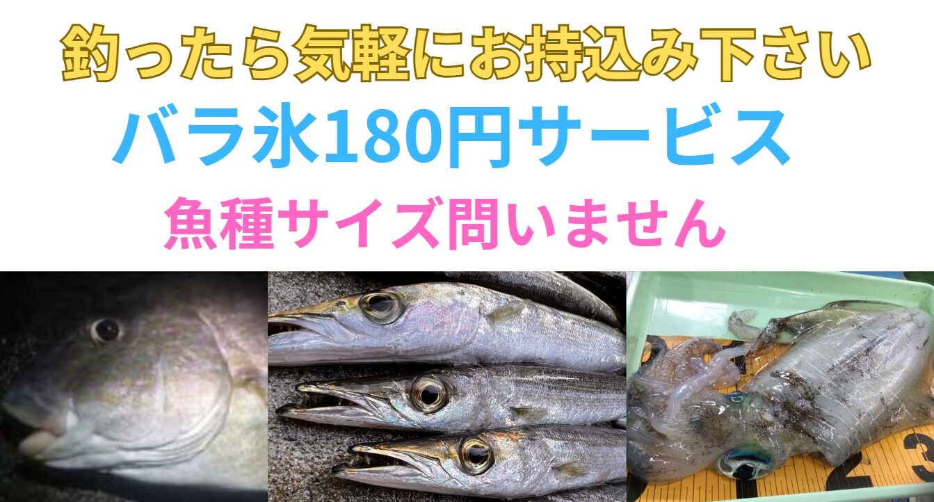 魚、アオリイカ釣ったら、気軽にお持ち込みください。バラ氷サービス致します。釣太郎