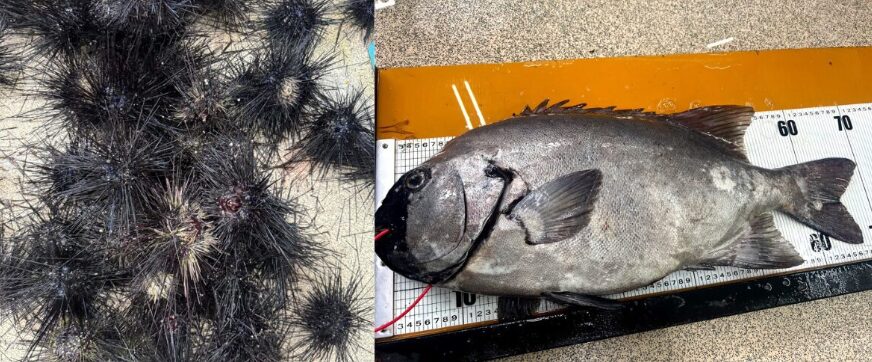 石鯛は棘のある食べにくいウニを、どうして捕食するのか説明します。釣太郎