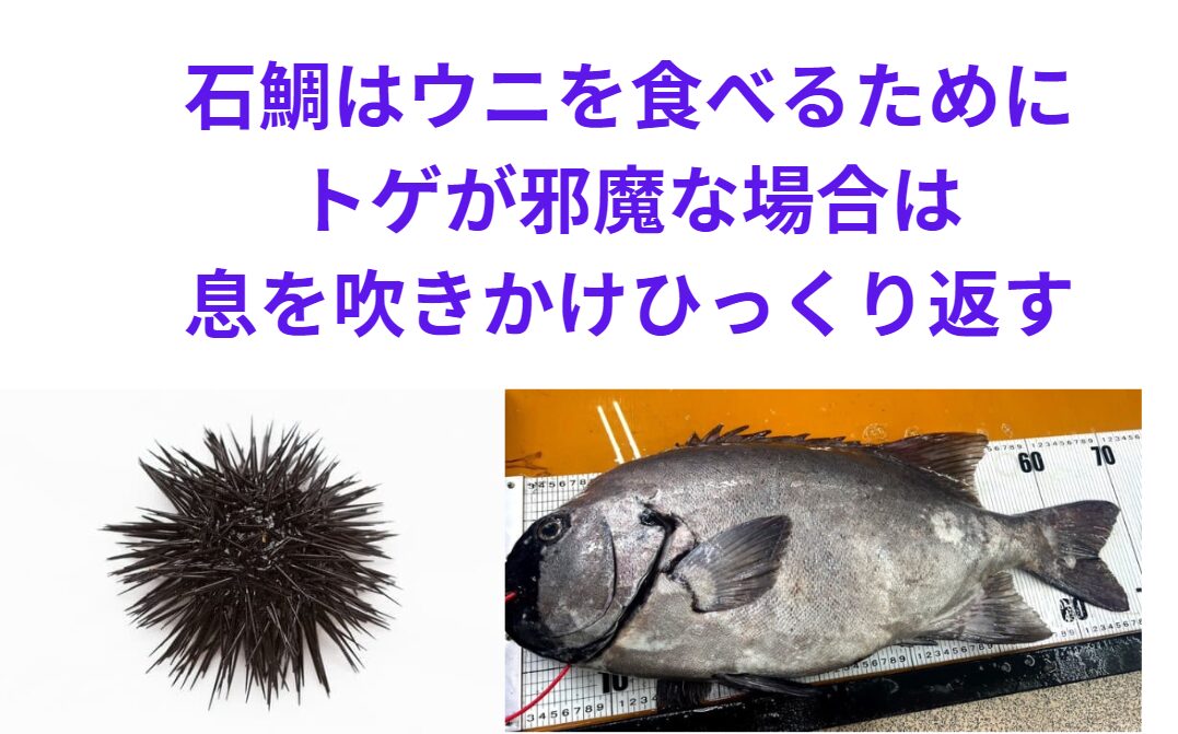 石鯛はウニを食べるために、トゲが邪魔な場合は、息を吹きかけひっくり返す。釣太郎