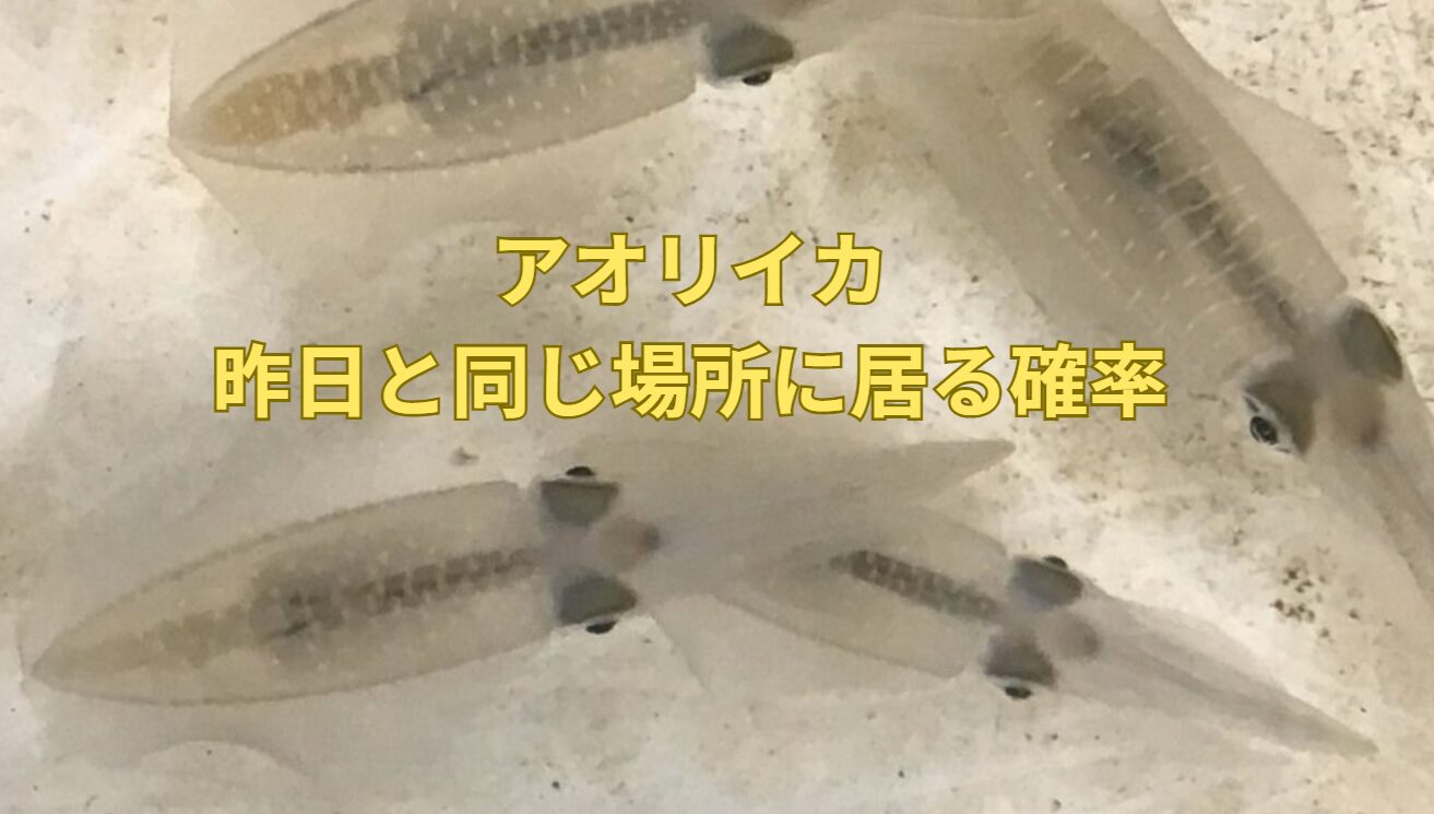 アオリイカ、昨日と同じ場所に居る確率は？釣太郎