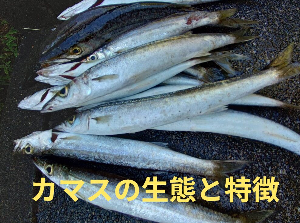 カマスの生態と特徴のご説明。釣太郎