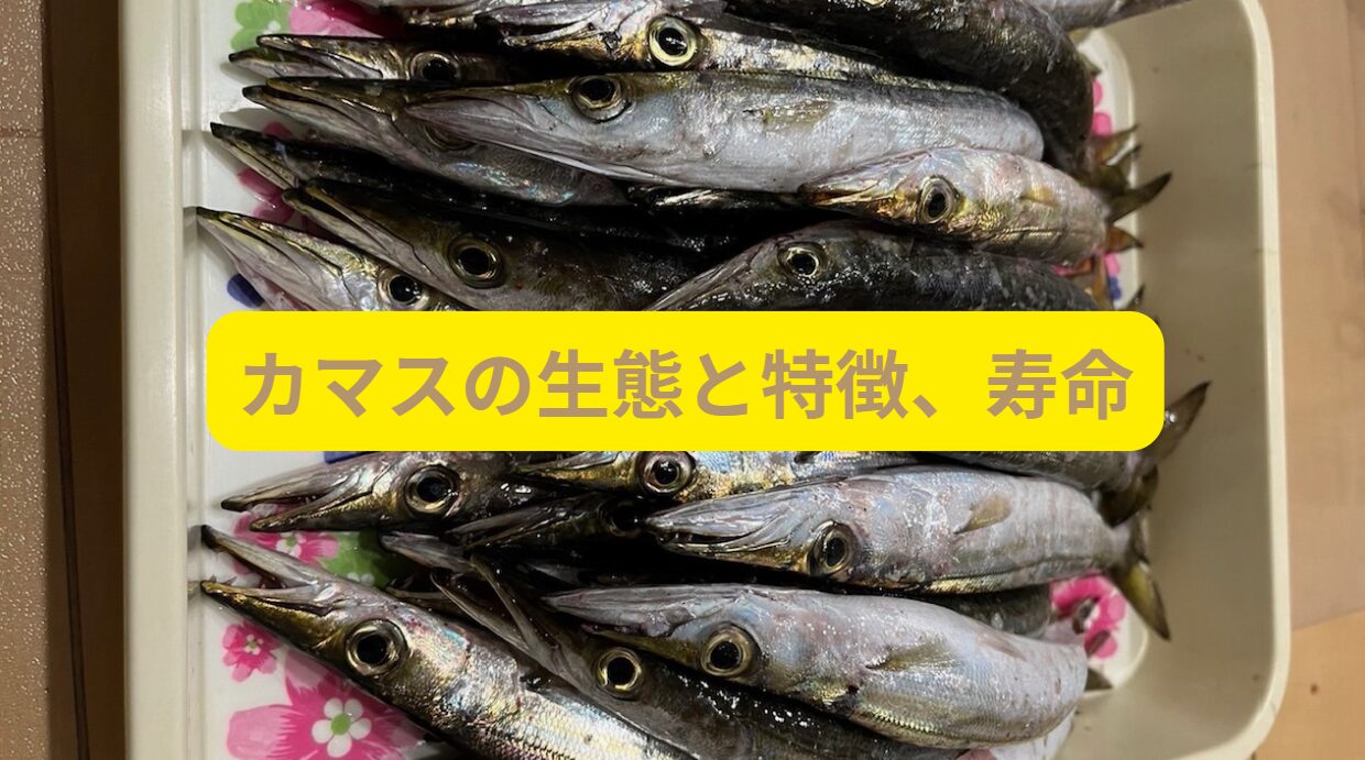 カマスの生態と特徴、寿命。釣り人に対して、詳しく説明します。釣太郎