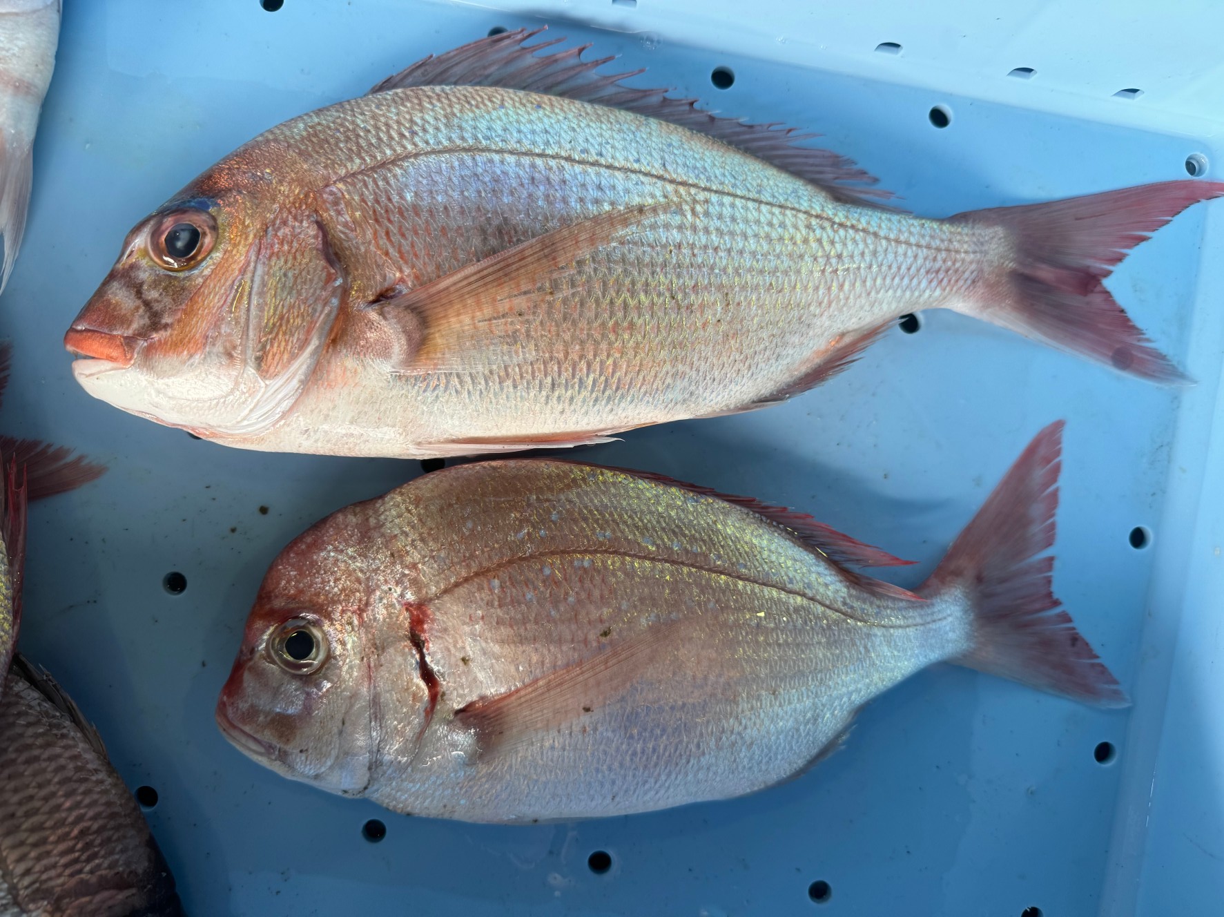 マダイ（上）とチダイ（下）。チダイはおでこが大きく出て、えらが赤く滲んでいるのが特徴。釣太郎の魚の見分け科紹介。