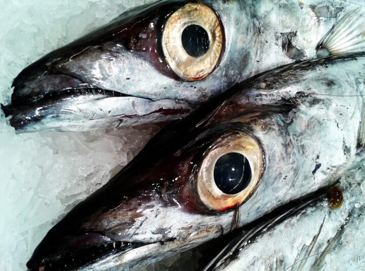 太刀魚釣りで、怪我をすることもあるので、事例のご紹介。釣太郎