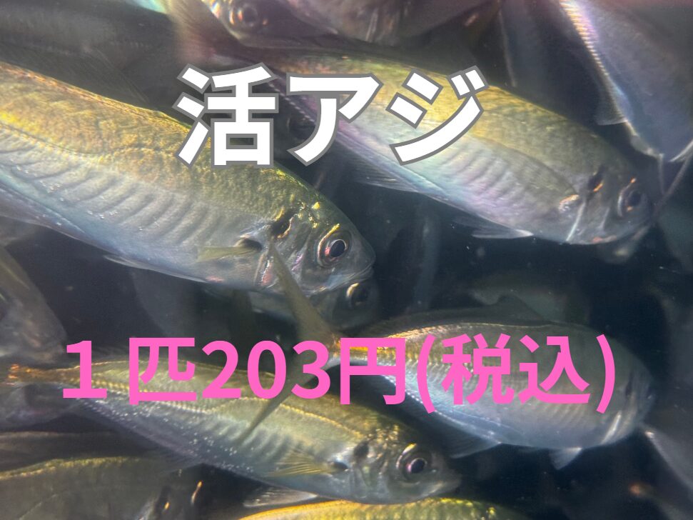 活アジ1匹203円(税込)。釣太郎