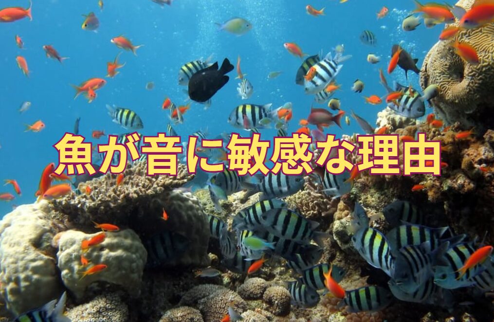 魚が音に敏感な理由。どうして耳もないのに聞こえるのか？釣太郎