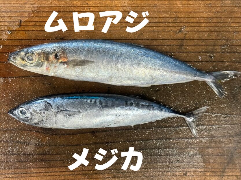 クエ釣りに使うエサ、ムロアジとメジカのご紹介。釣太郎