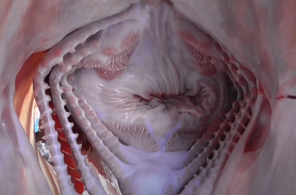 クエの口内構造アップ写真。肉食魚特有の喉は、活魚が奥へ奥へ入り込む構造だが、これの説明。釣太郎