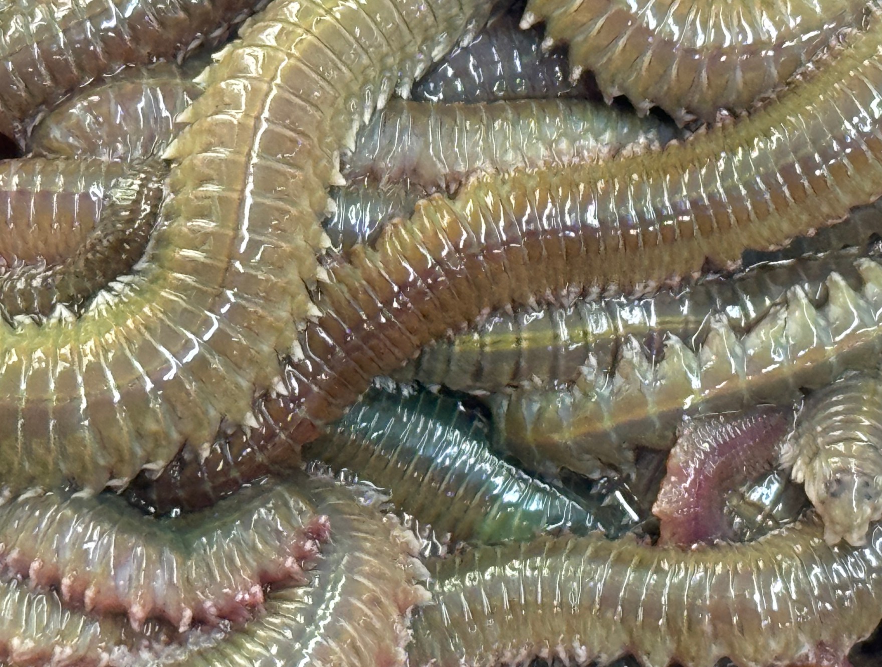 虫エサは魚釣り定番ですが、青イソメは特に有効。これで釣れた、と言う人は多い。釣太郎