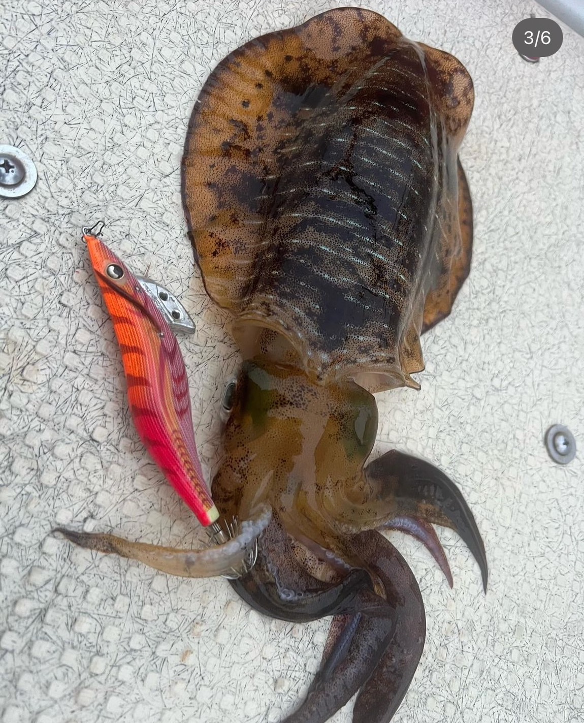 アオリイカを釣りたい。最もよく釣れる方法を教えて。釣太郎