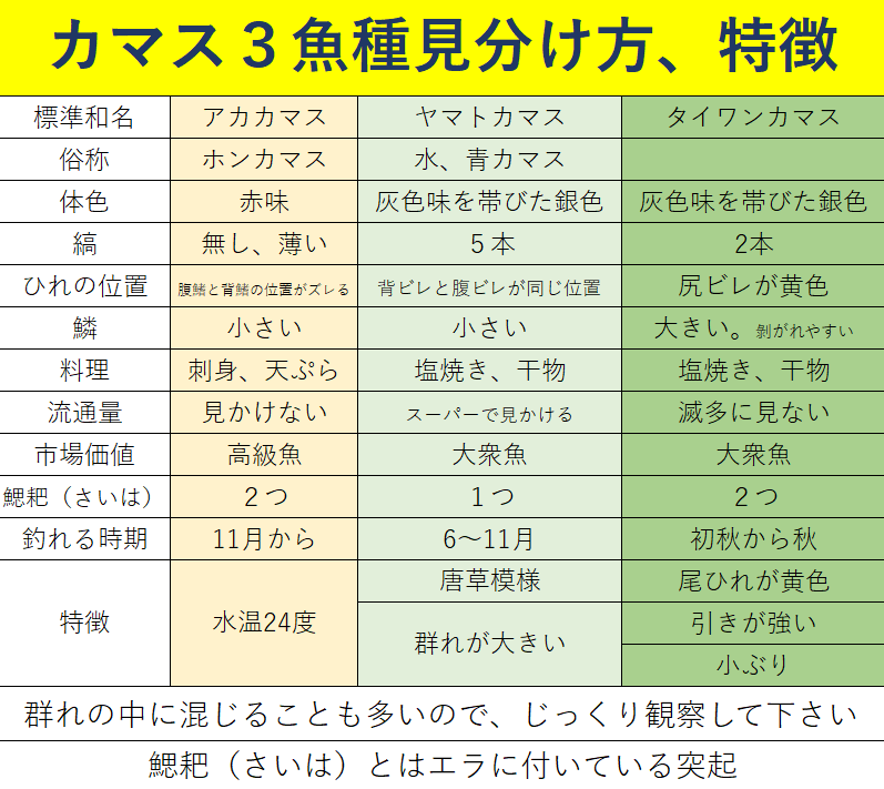 カマス3兄弟の見分方一覧表。タイワンカマス、ヤマトカマス、アカカマスの違い、特徴説明。釣太郎
