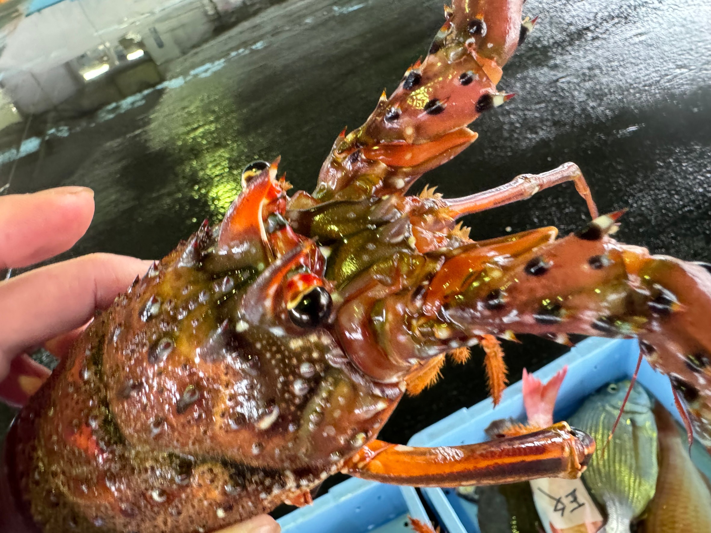 伊勢海老の甲羅が硬い理由説明。釣太郎