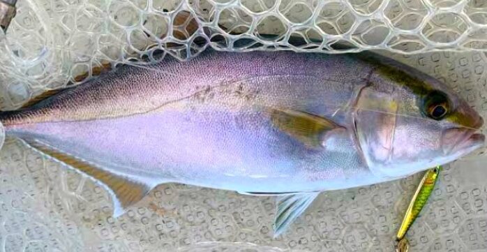 アンダーベイトFishingは、地元では「ちょくり」と呼ばれています。サビキで釣ったアジをそのまま泳がせ、のませ釣りで大物魚を狙う釣り方。釣太郎