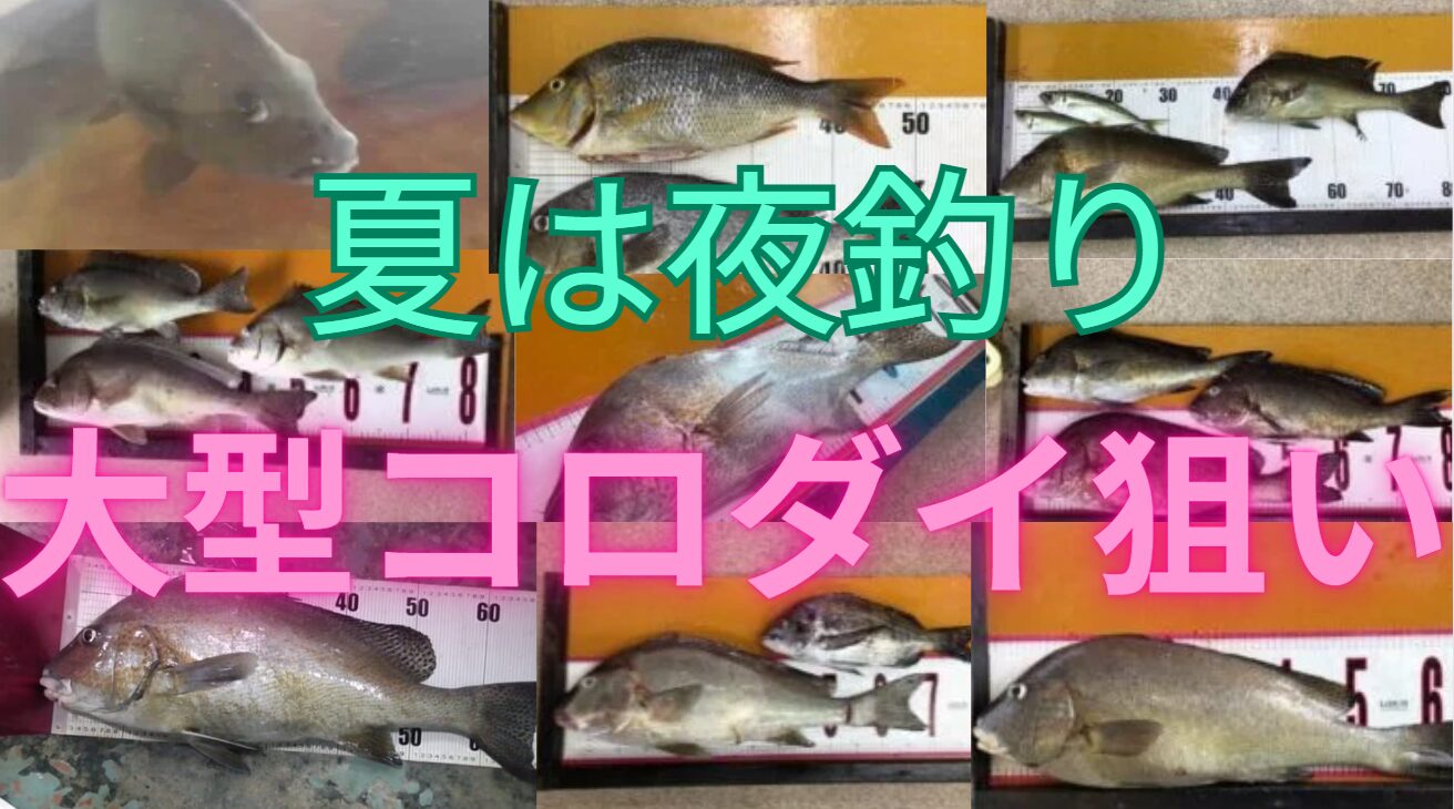 暑い日は夜釣りで涼みながら、大物魚釣りしませんか？ビッグフィッシュ釣るなら和歌山南紀へお越しください。釣太郎