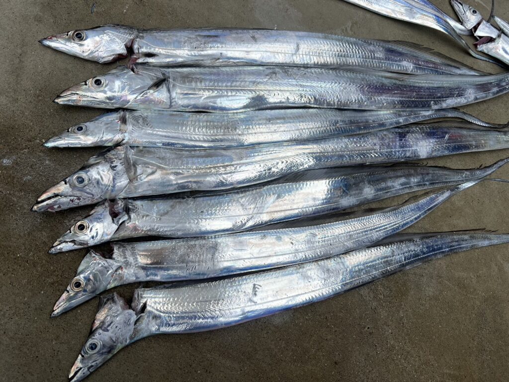 タチウオが秋から冬に掛けて釣れる理由説明。釣太郎