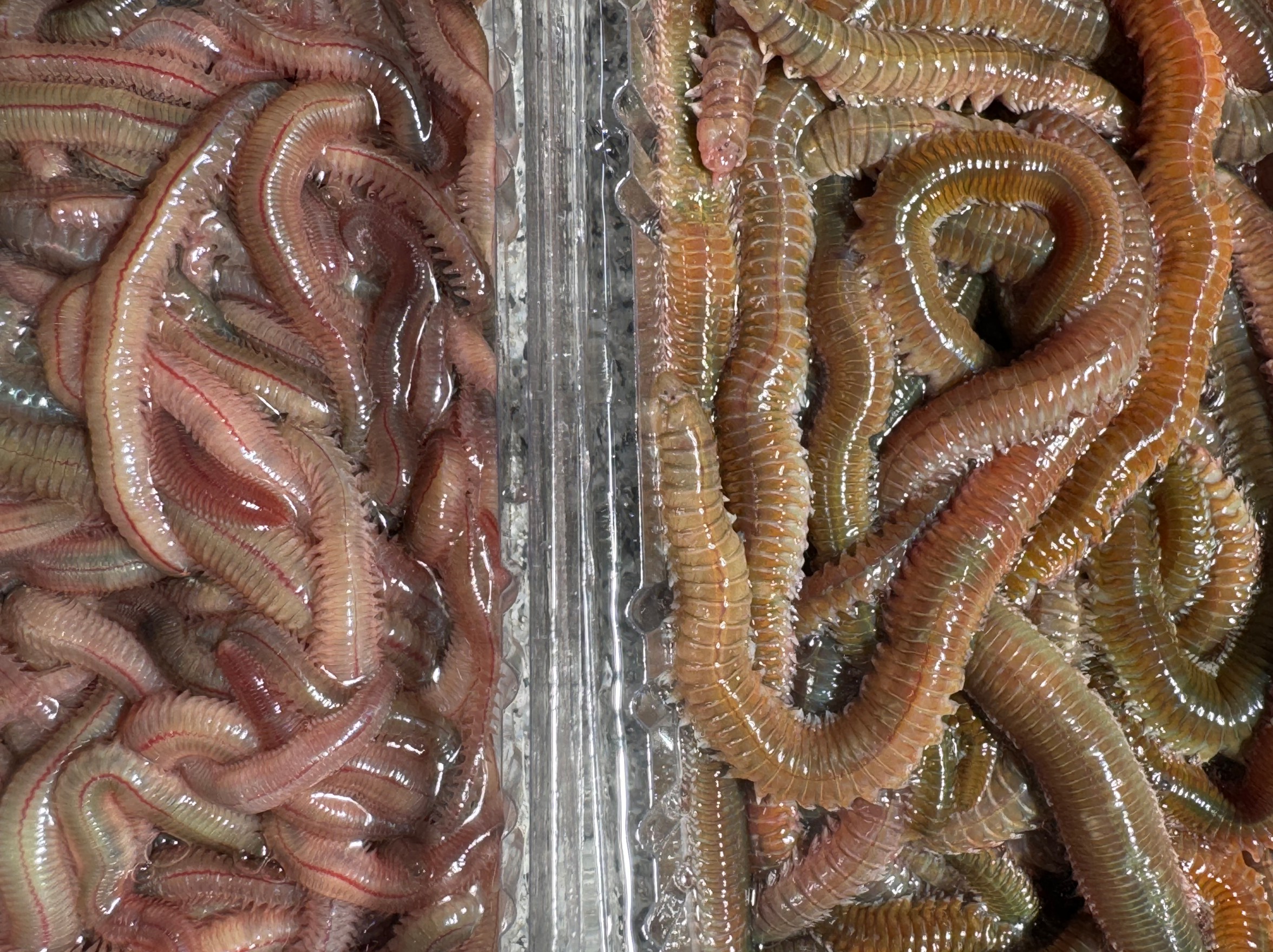 虫エサのイシゴカイ、アオイソメ、それぞれどこで生息している?釣太郎