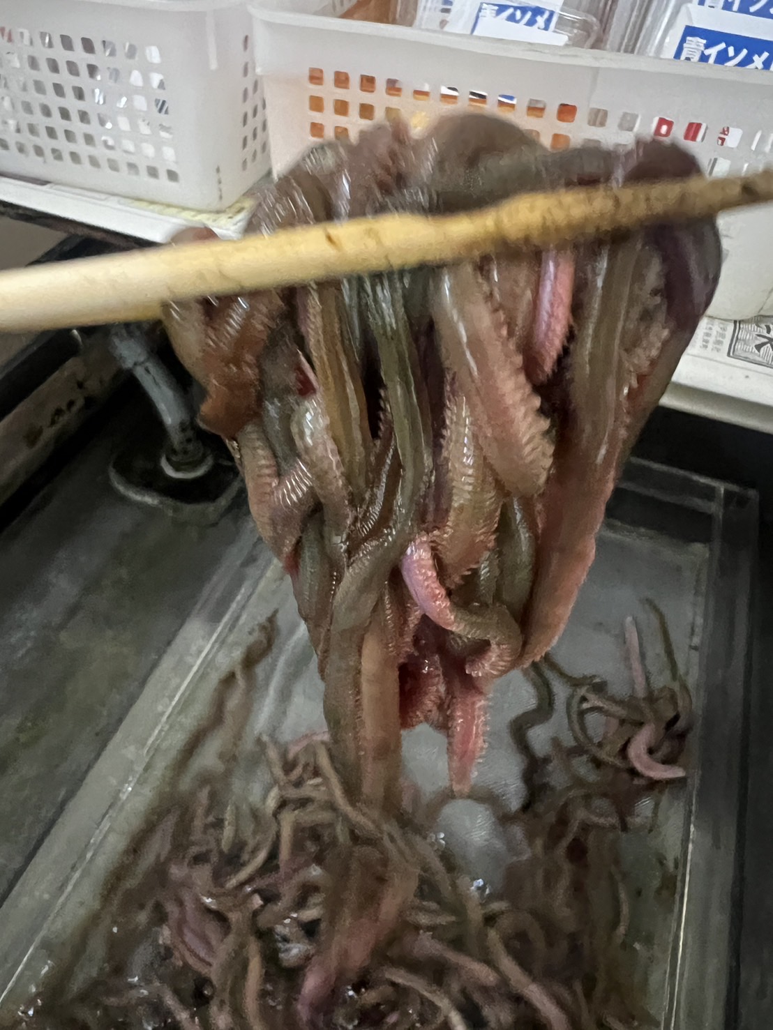 魚釣りエサのは虫餌が定番だが、青イソメは特にニオイと光で魚をおびき寄せる力があります。釣太郎