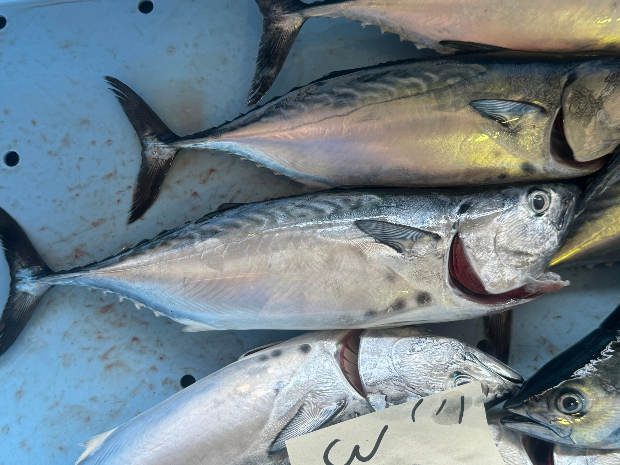 スマガツオは標準和名スマ。胸見れ付近に斑点があるのが特徴の激旨魚。釣太郎