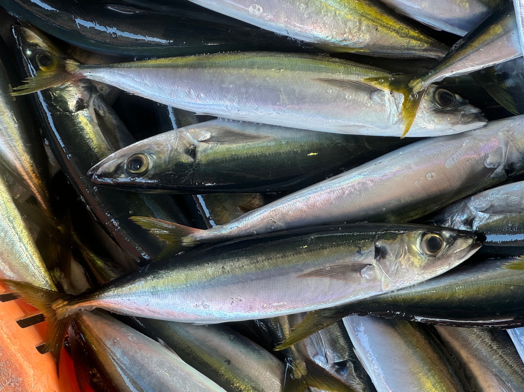 ムロアジ。クエ釣り等のエサに使用される魚。稀にみなべ堺漁港でも水揚げされます。釣太郎