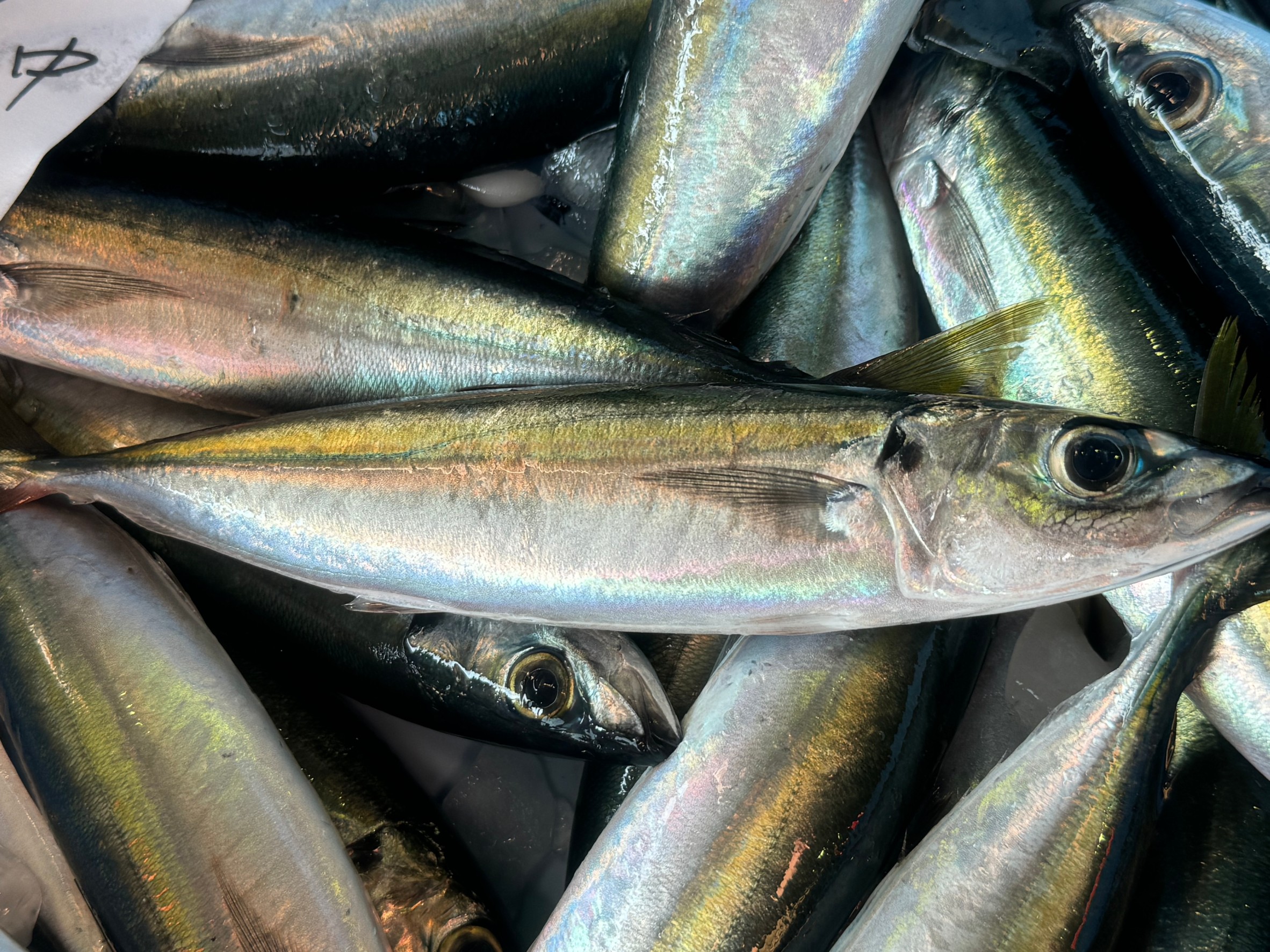 クエのエサとして釣り人に有名なムロアジですが、大きくなった金色線が入ったものは、超美味で食通に大人気の魚。釣太郎