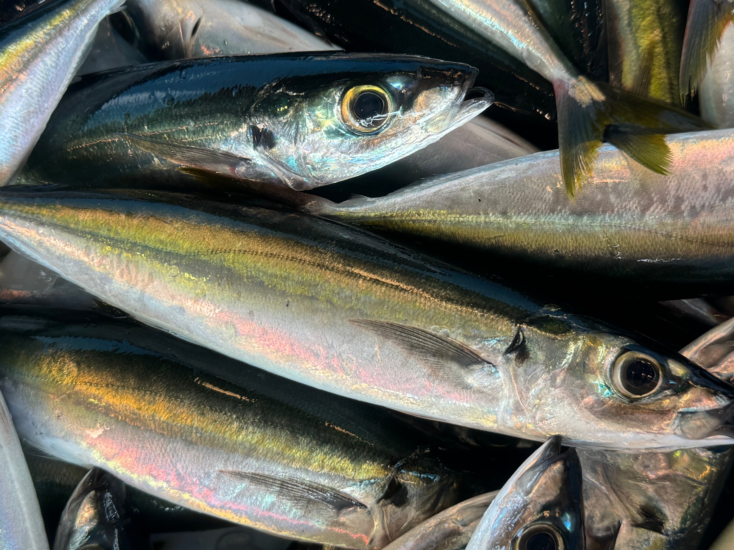 ムロアジはゴールドラインが入った大型は、最高の旨い魚で、アジ類の中でも最高峰として取り扱いされます。クエ釣りエサとしても釣り人知られている魚。釣太郎