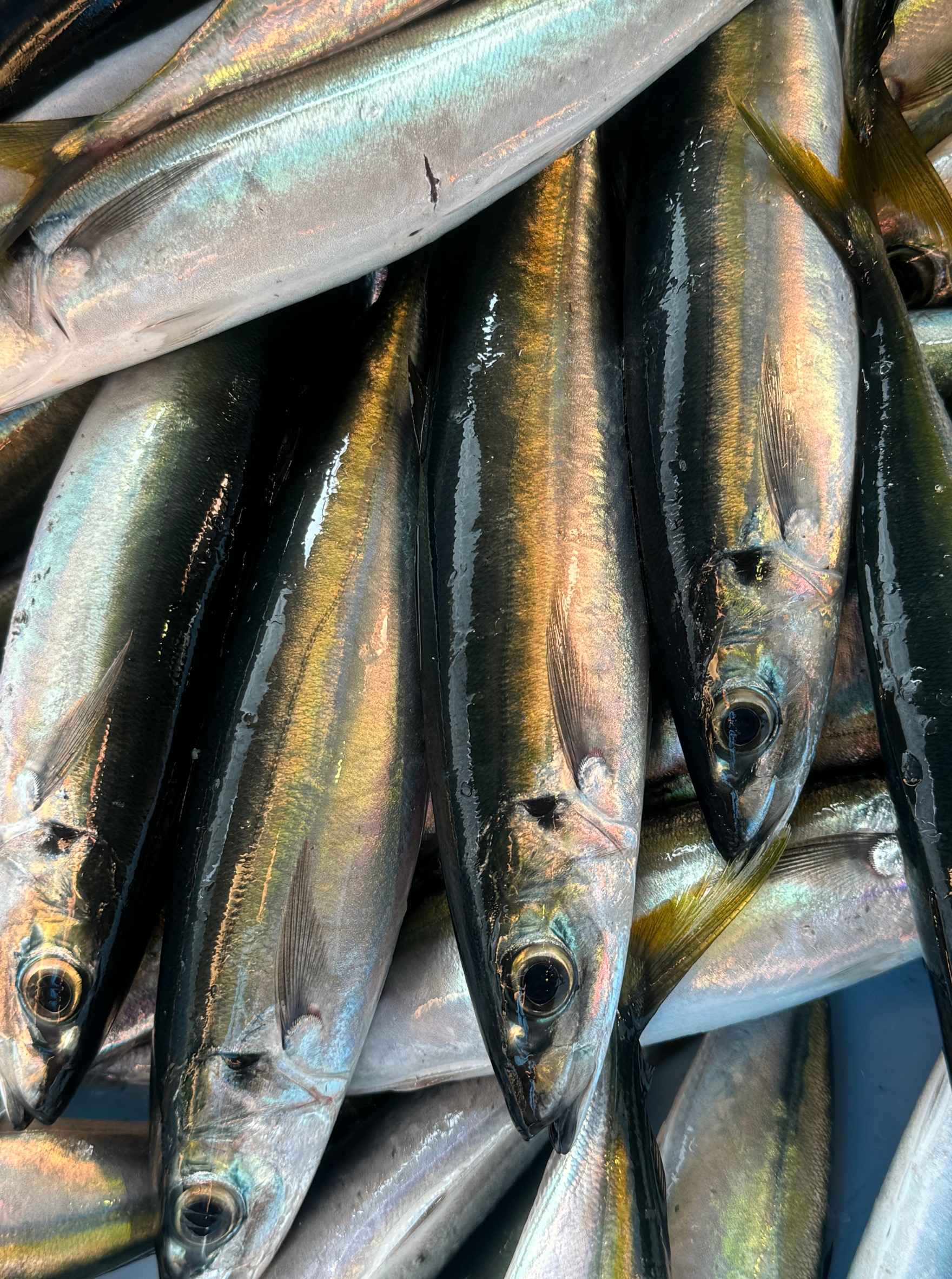 ムロアジはクエ釣りエサとして釣り人に知られていますが、大型でゴールドラインが入っているものは極上魚で、アジ類の中では最高と言われている魚。釣太郎