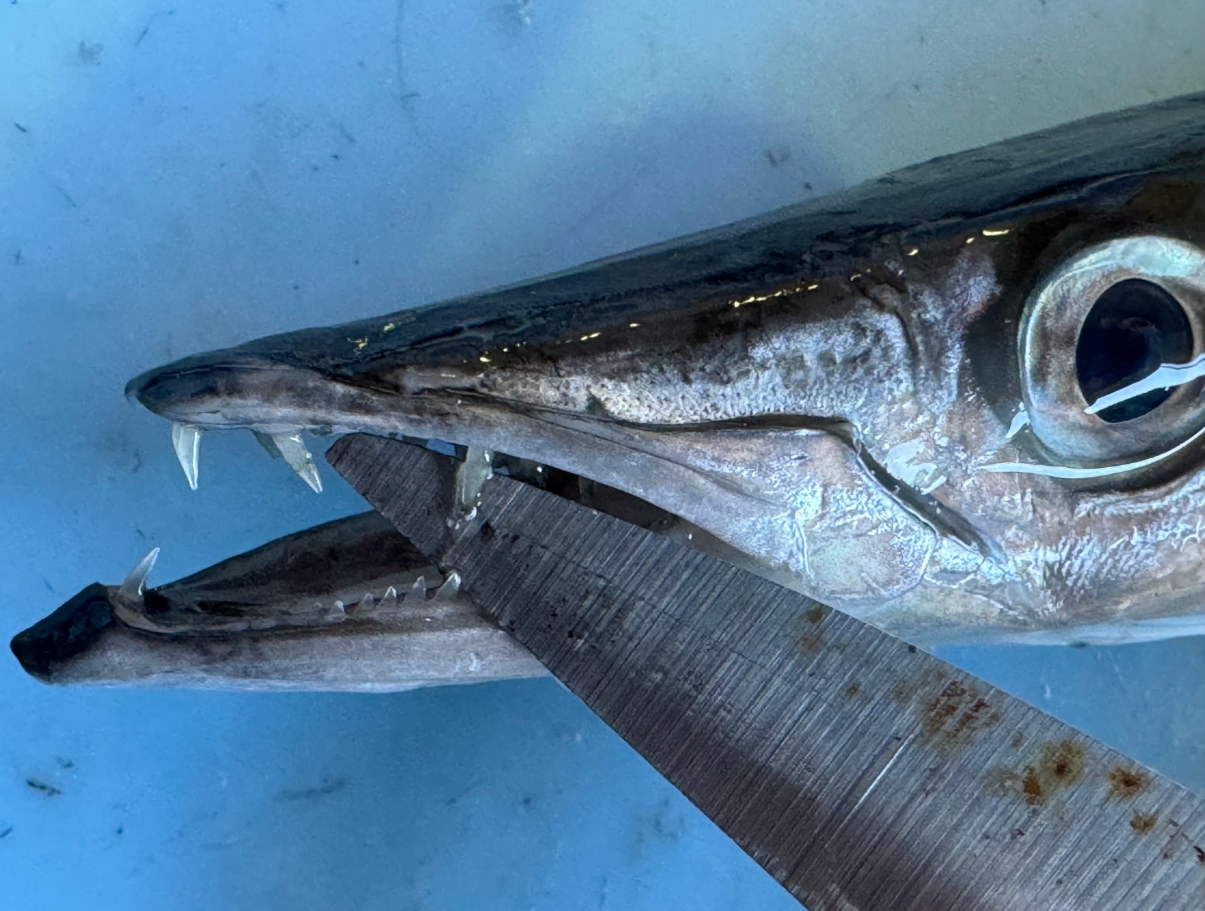 カマスの鋭い歯は非常に危険なので、ご注意ください。釣太郎