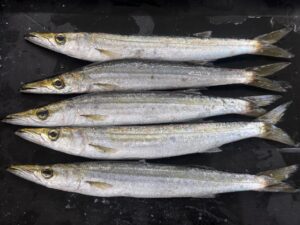 カマス1匹90円、28㎝100グラムは高いか？安いか？釣太郎