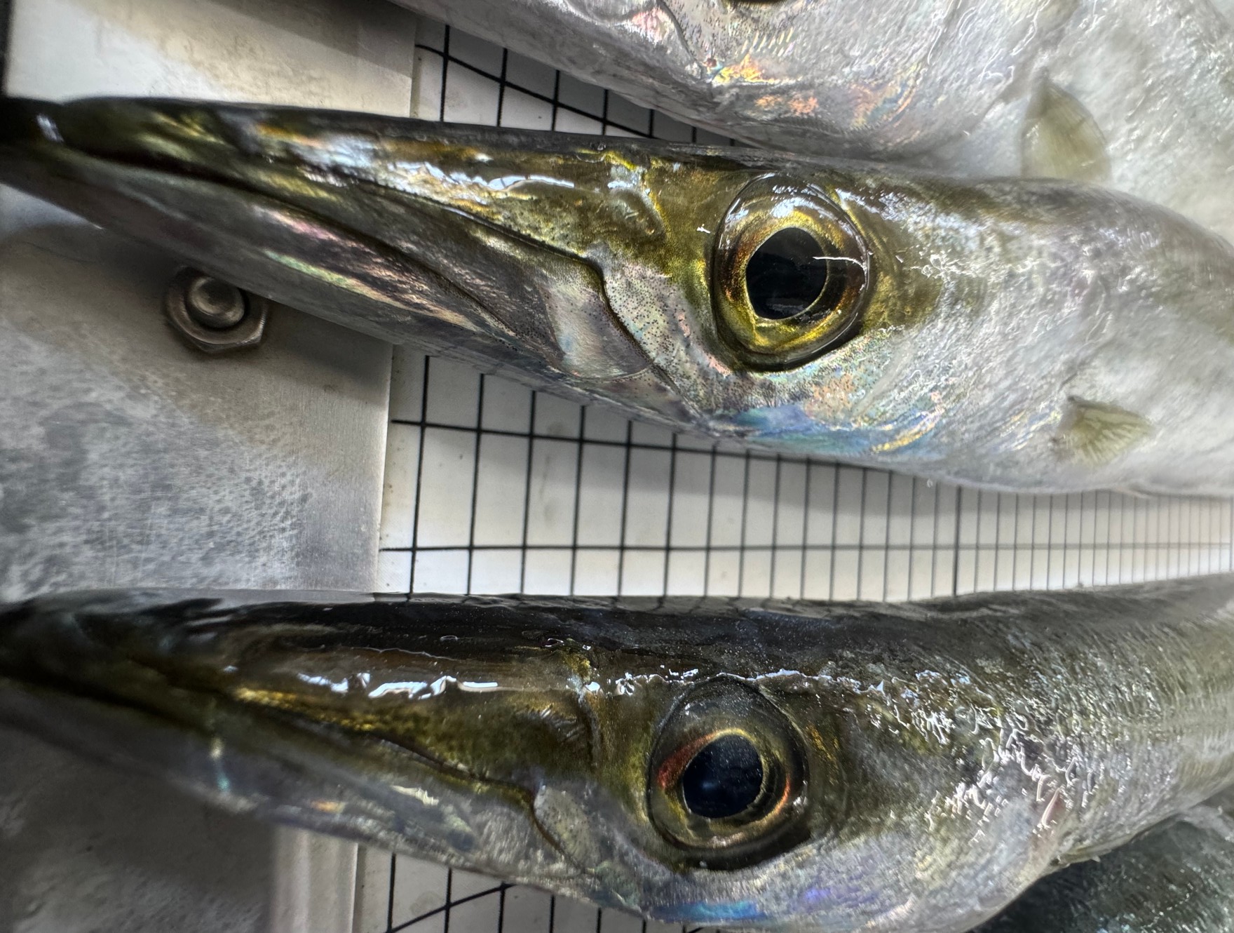 カマスは歯が鋭いので、釣った後の処理は細心の注意が必要。釣太郎