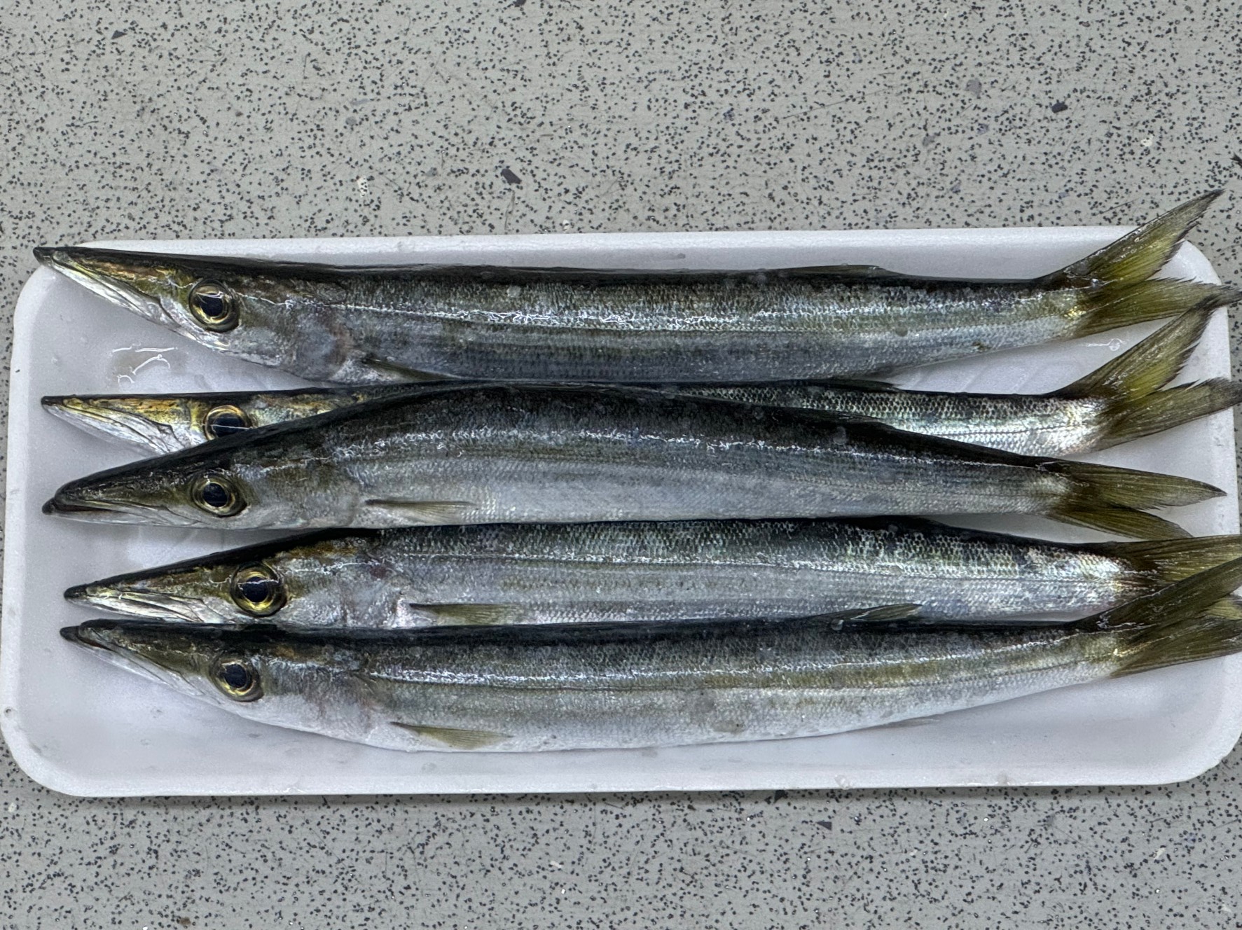 28㎝カマス5匹で450円。1匹100ｇ90円は安い？高い？釣太郎