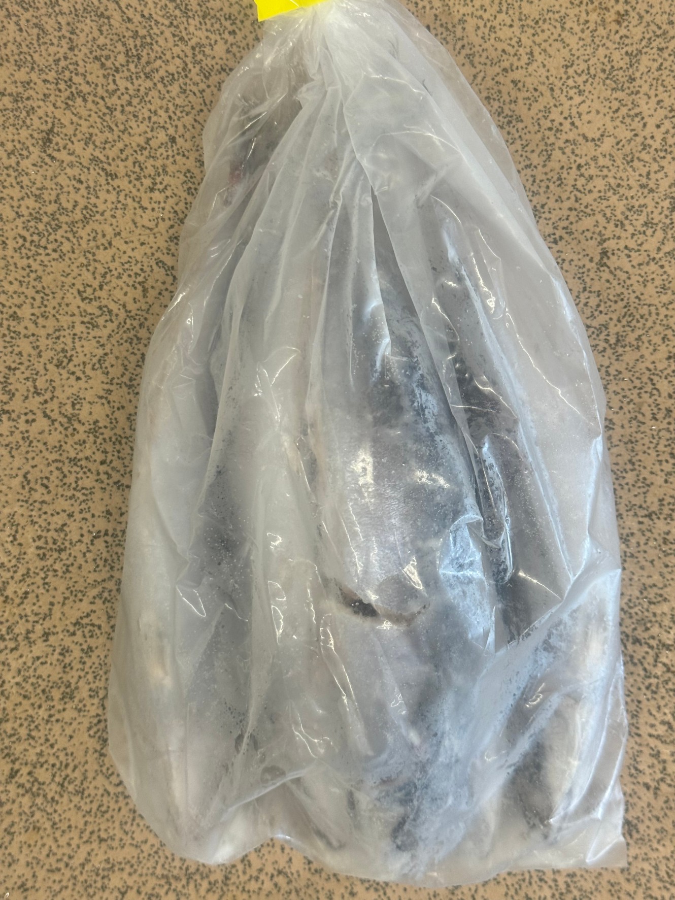 冷凍ムロアジあります。クエ釣りエサ。釣太郎