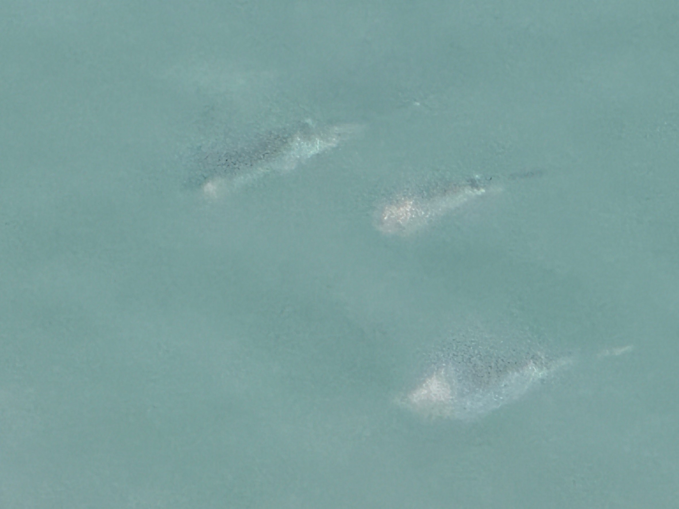 今年は多いアオリイカ新子。今シーズンは期待できそうです。釣太郎