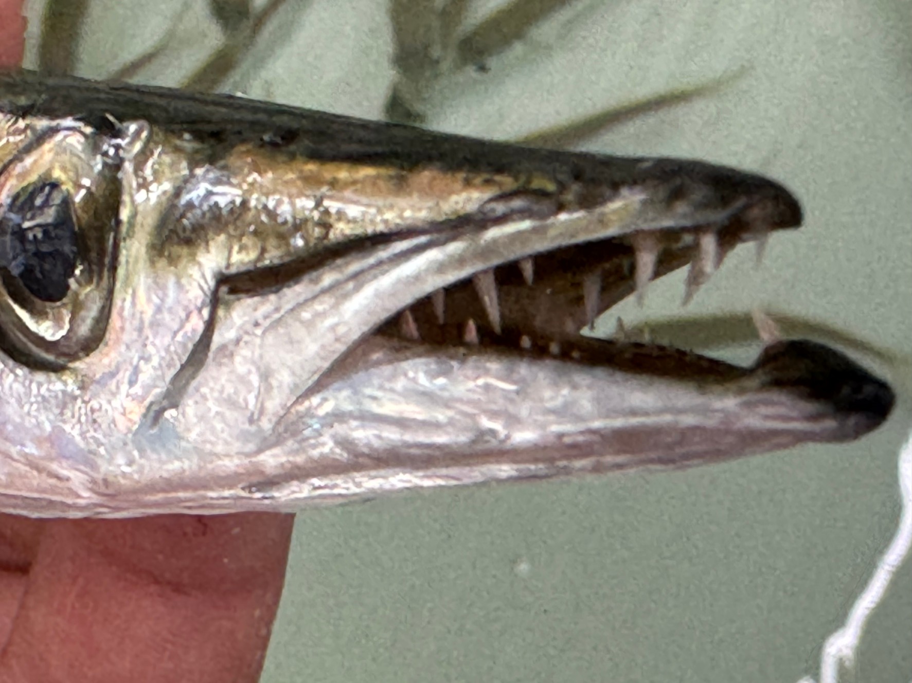 カマスの歯が鋭い理由説明。釣った後、針を外す時にご注意ください。釣太郎