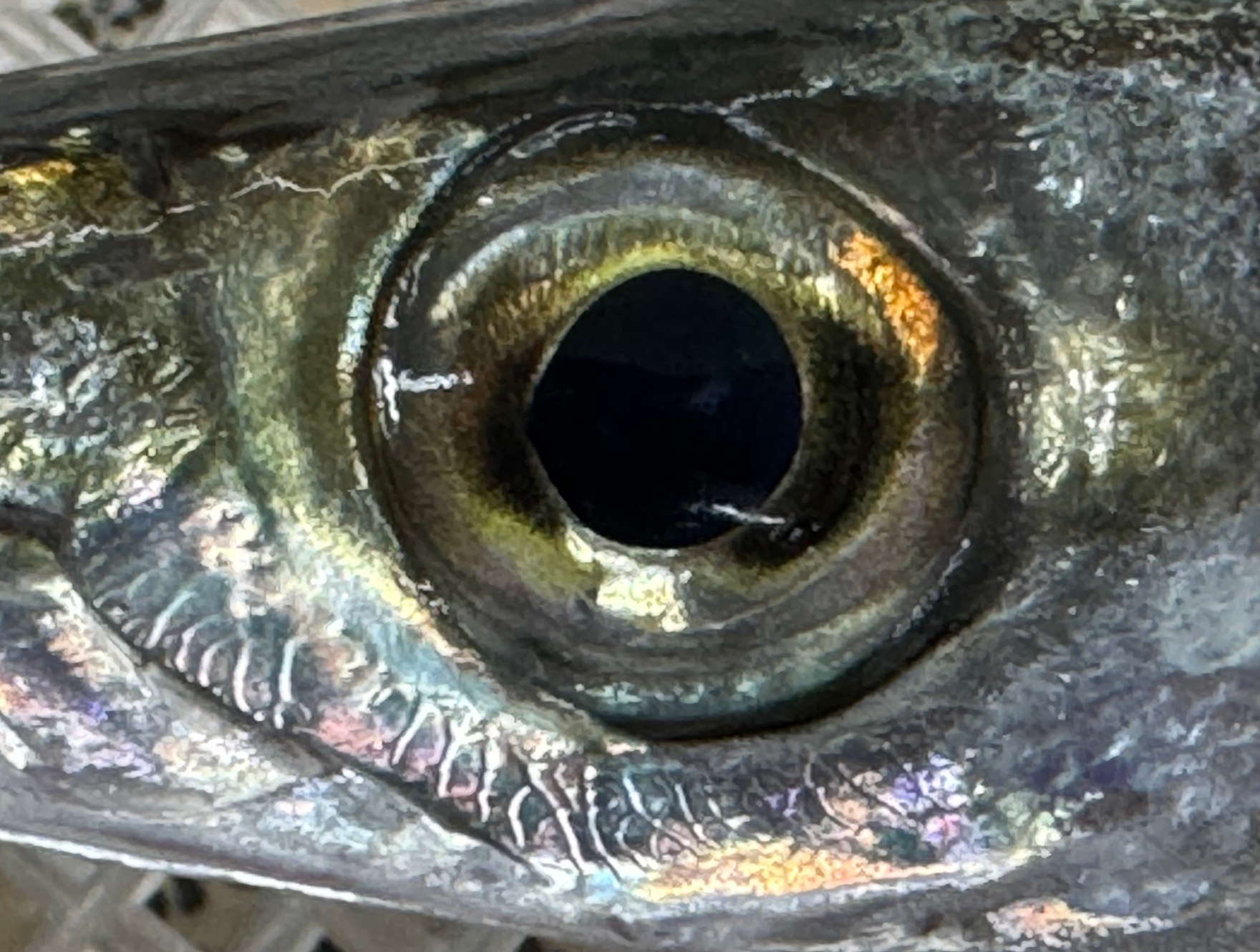 魚の鮮度は、目を見ればわかるが、この理由説明。釣太郎