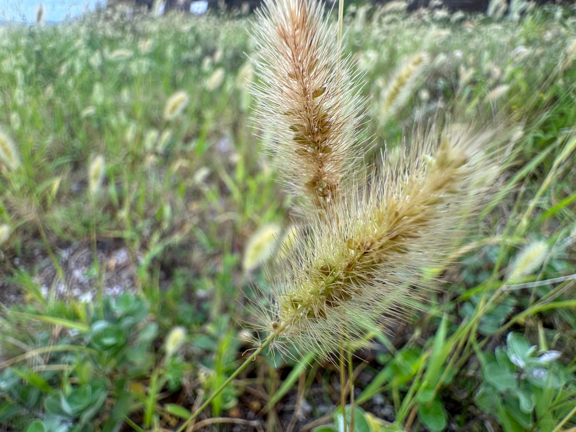 「エノコログサ」という雑草は、日本では「犬のシッポ」や「猫じゃらし」として親しまれており、多くの人に心和む印象を与えます。この理由説明。釣太郎