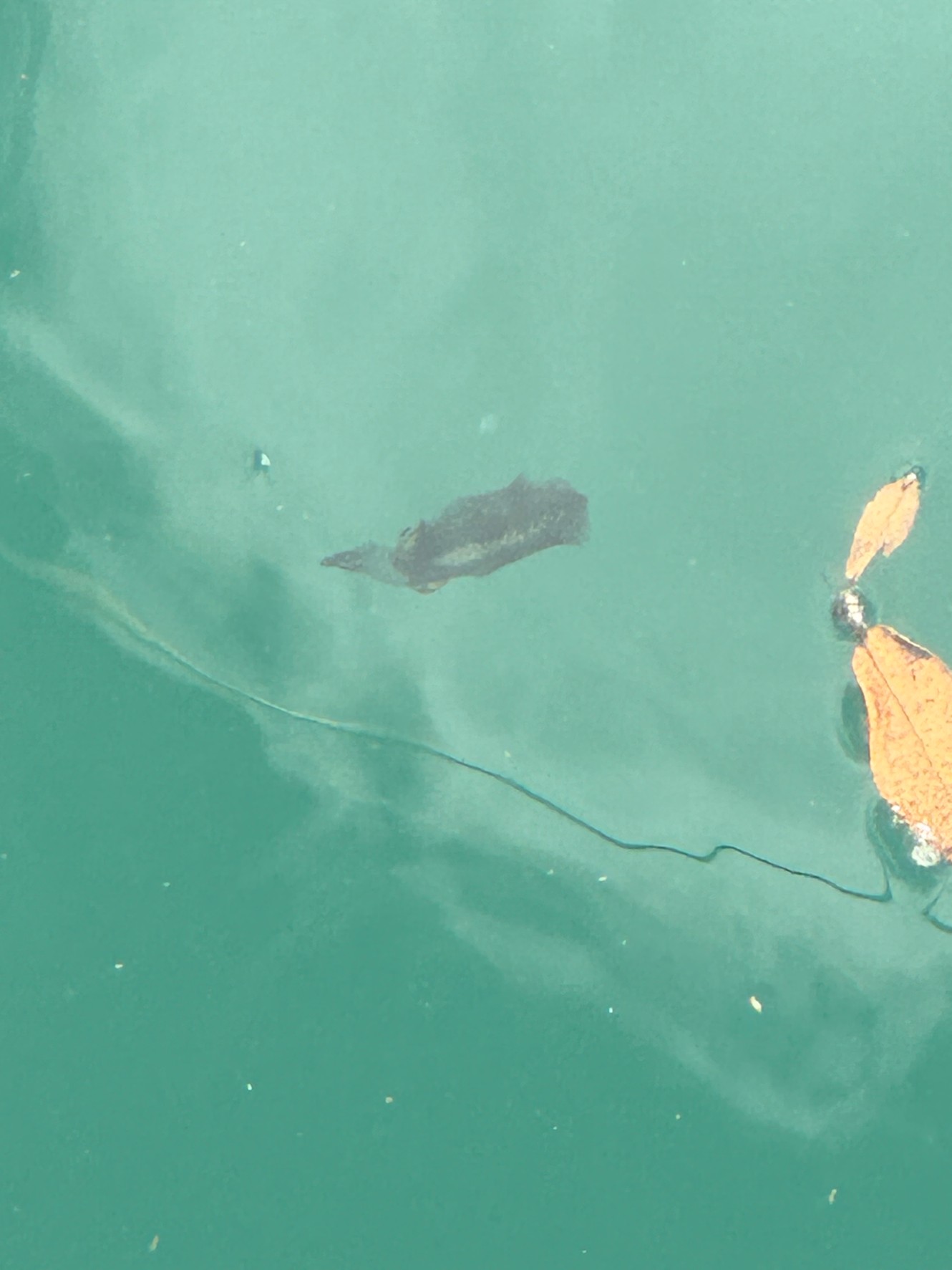 堤防から１０～２００ｇほどのアオリイカが泳いでいるのが見えます。もうすぐ秋釣りシーズン開幕です。釣太郎