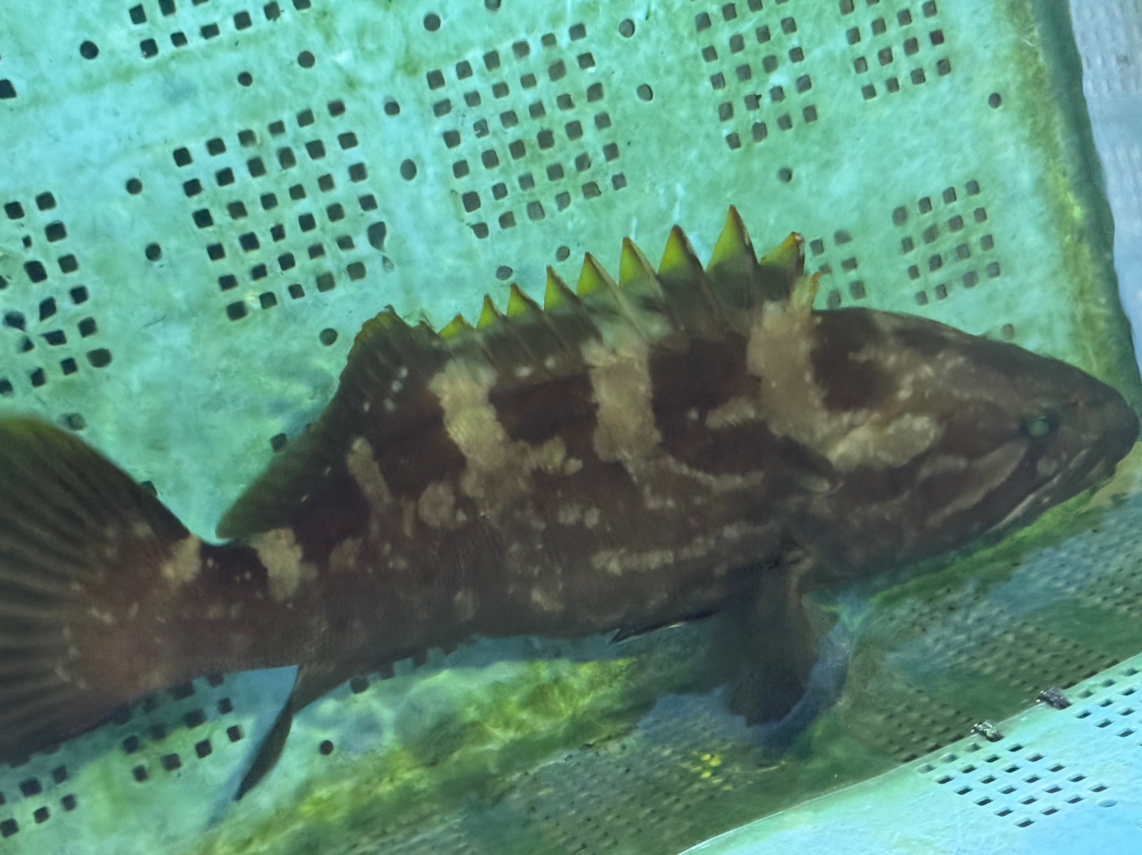 もうすぐクエ鍋の季節です。紀州産はブランドで、特に価値が高い。釣太郎