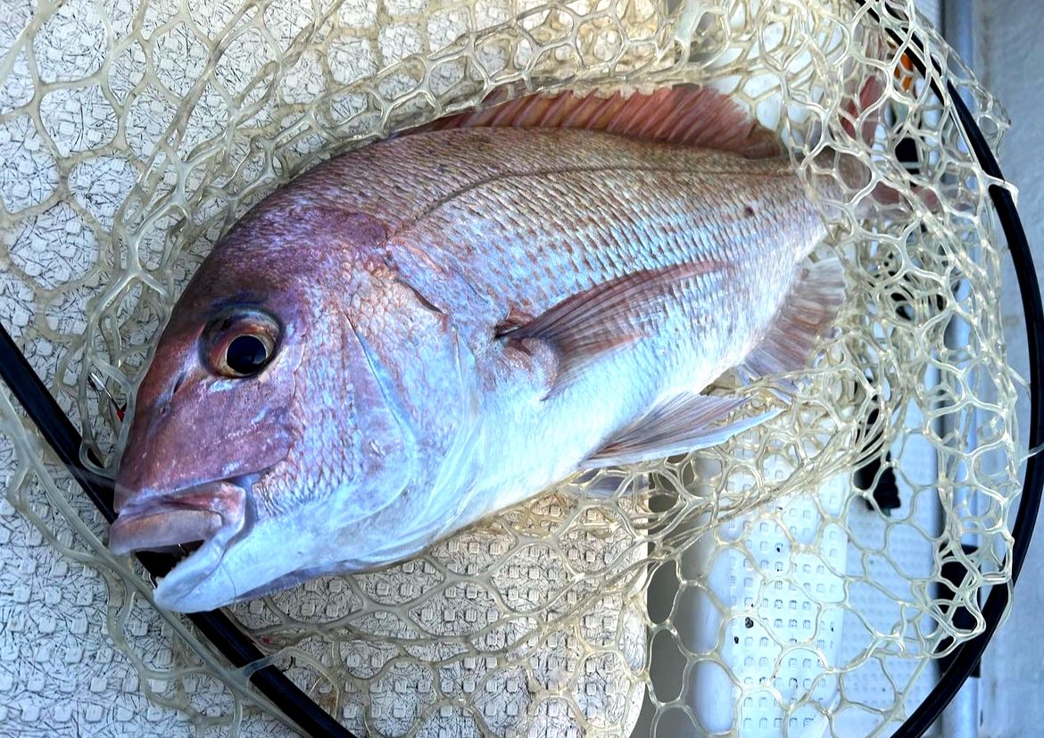 マダイの旬 和歌山釣り 釣太郎 料理