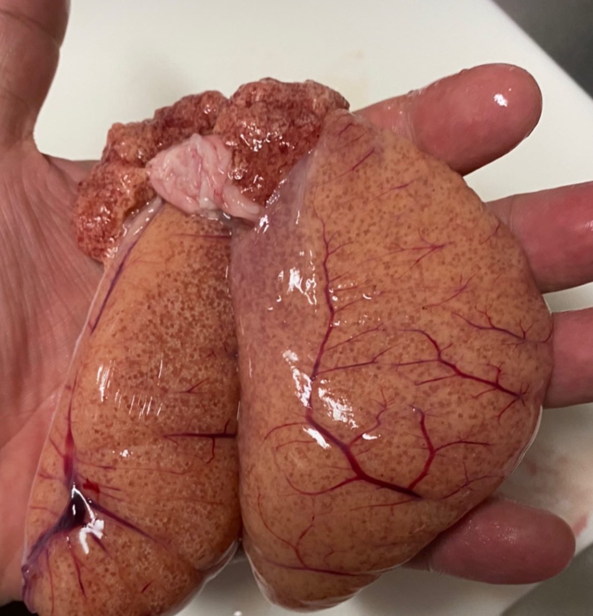 マダイの旬 和歌山釣り 釣太郎 料理