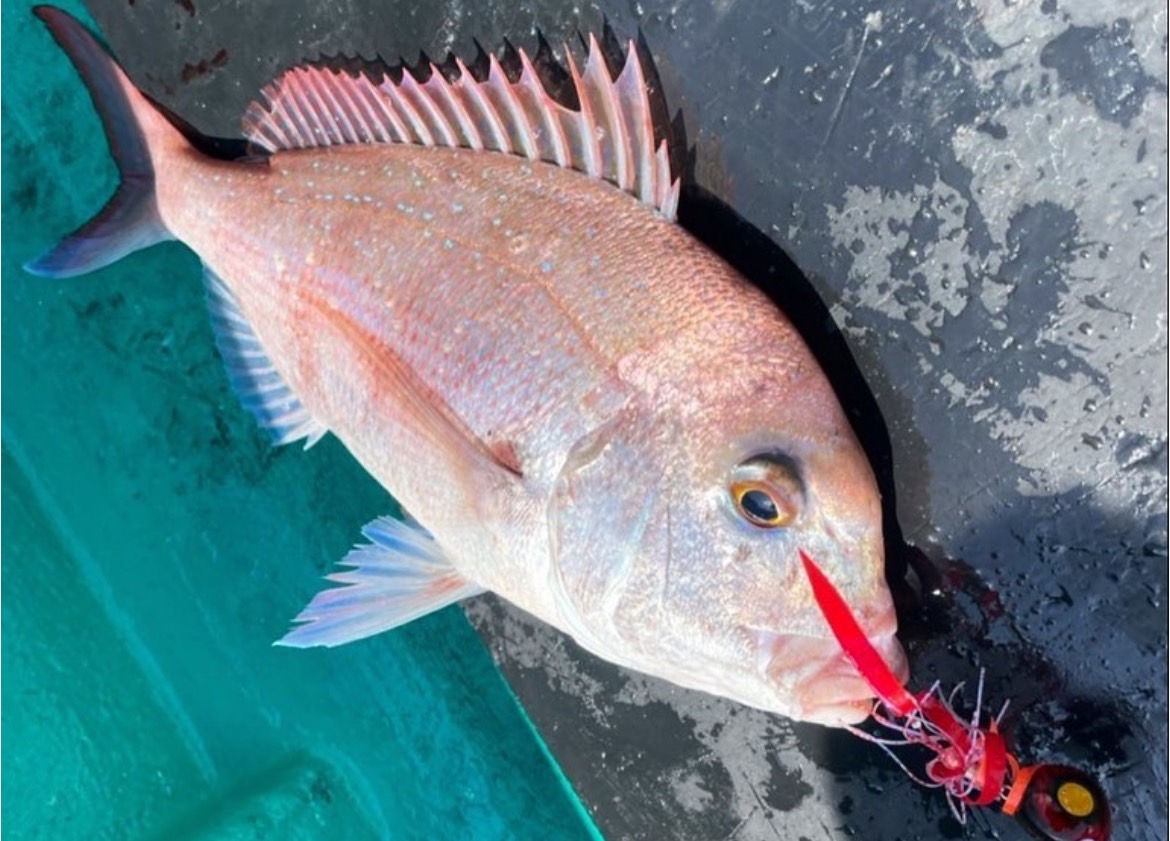 マダイの旬 和歌山釣り 釣太郎 料理