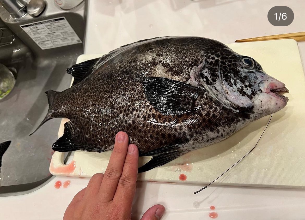 マダイの旬　和歌山釣り　釣太郎　料理