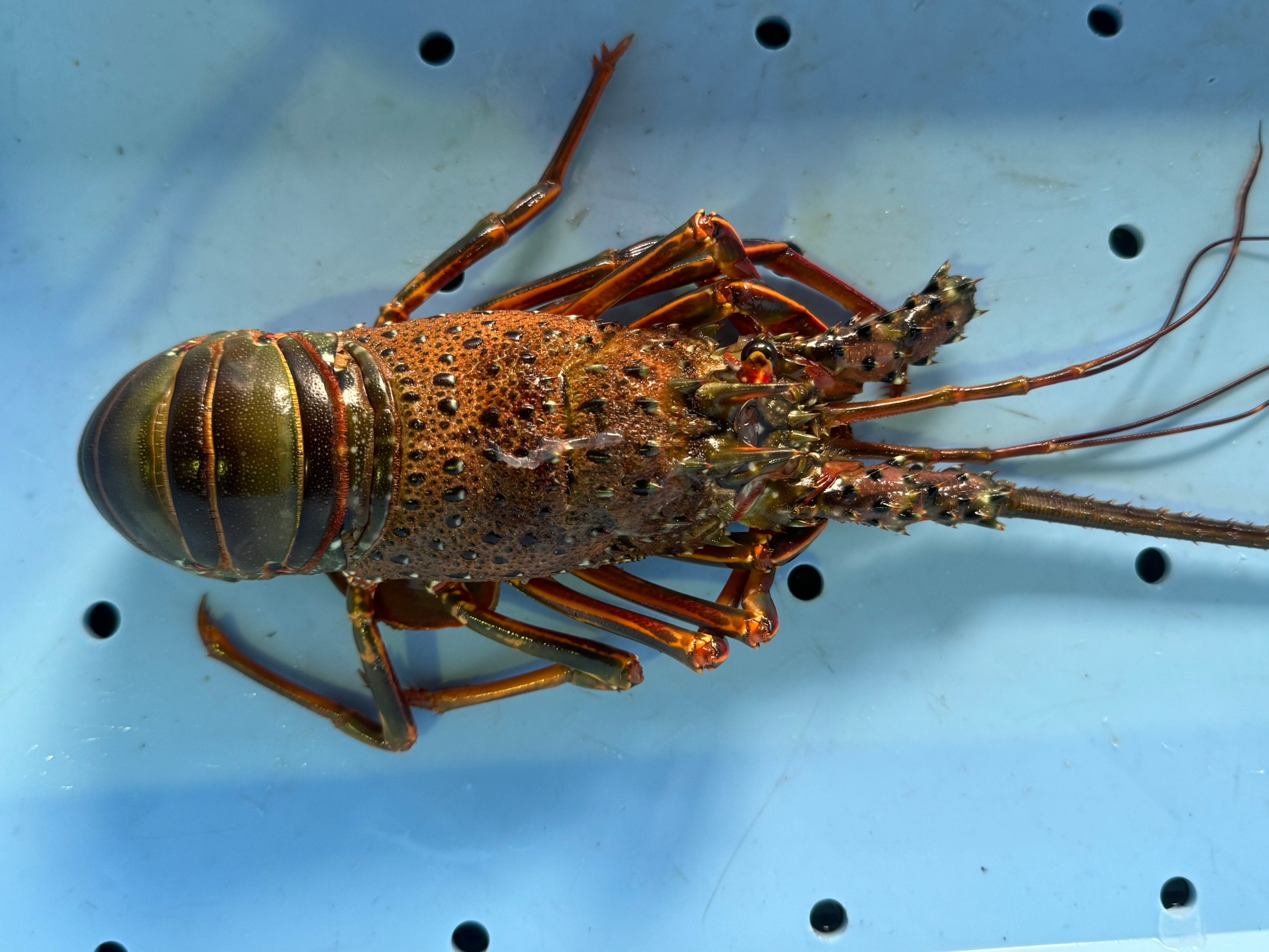 祝い事に使う伊勢海老は両ツノ（髭）がそろって初めて縁起物となるため、片方が荒れると商品価値が落ちます。釣太郎